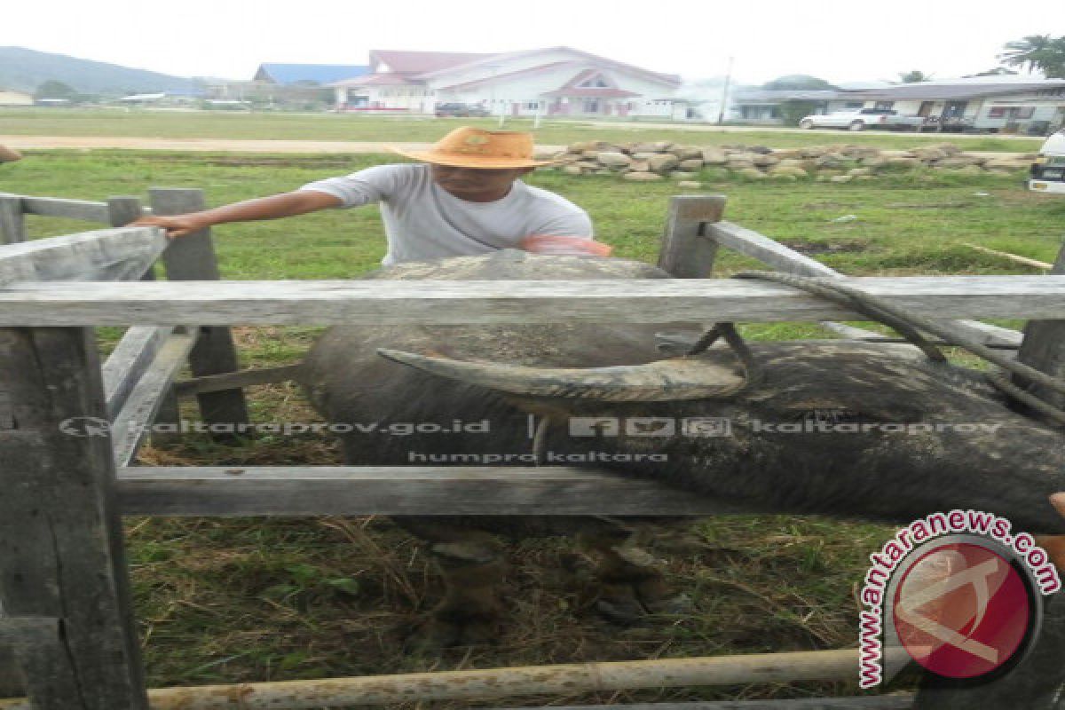 Ahmad Sudarsono, Juara I Nasional Petugas Inseminator Daerah Introduksi 2017