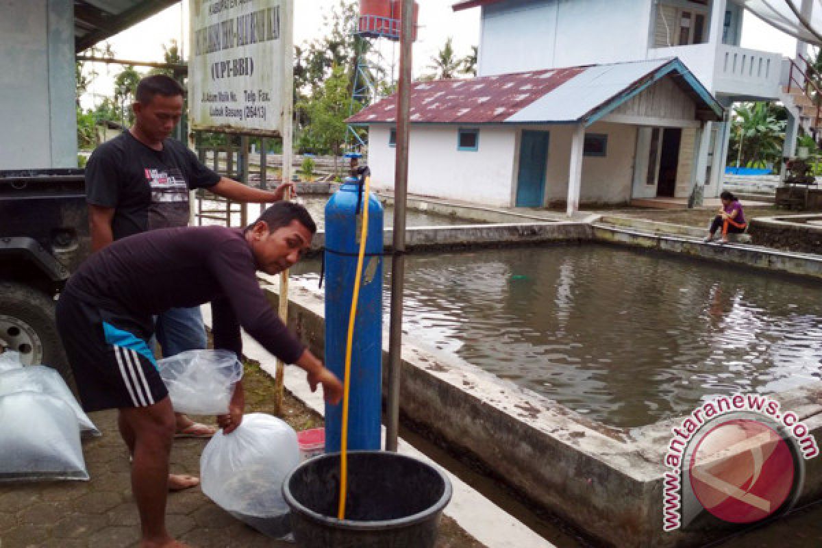 Indukan Ikan BBI Lubukbasung Bersertifikat BBPBAT Sukabumi