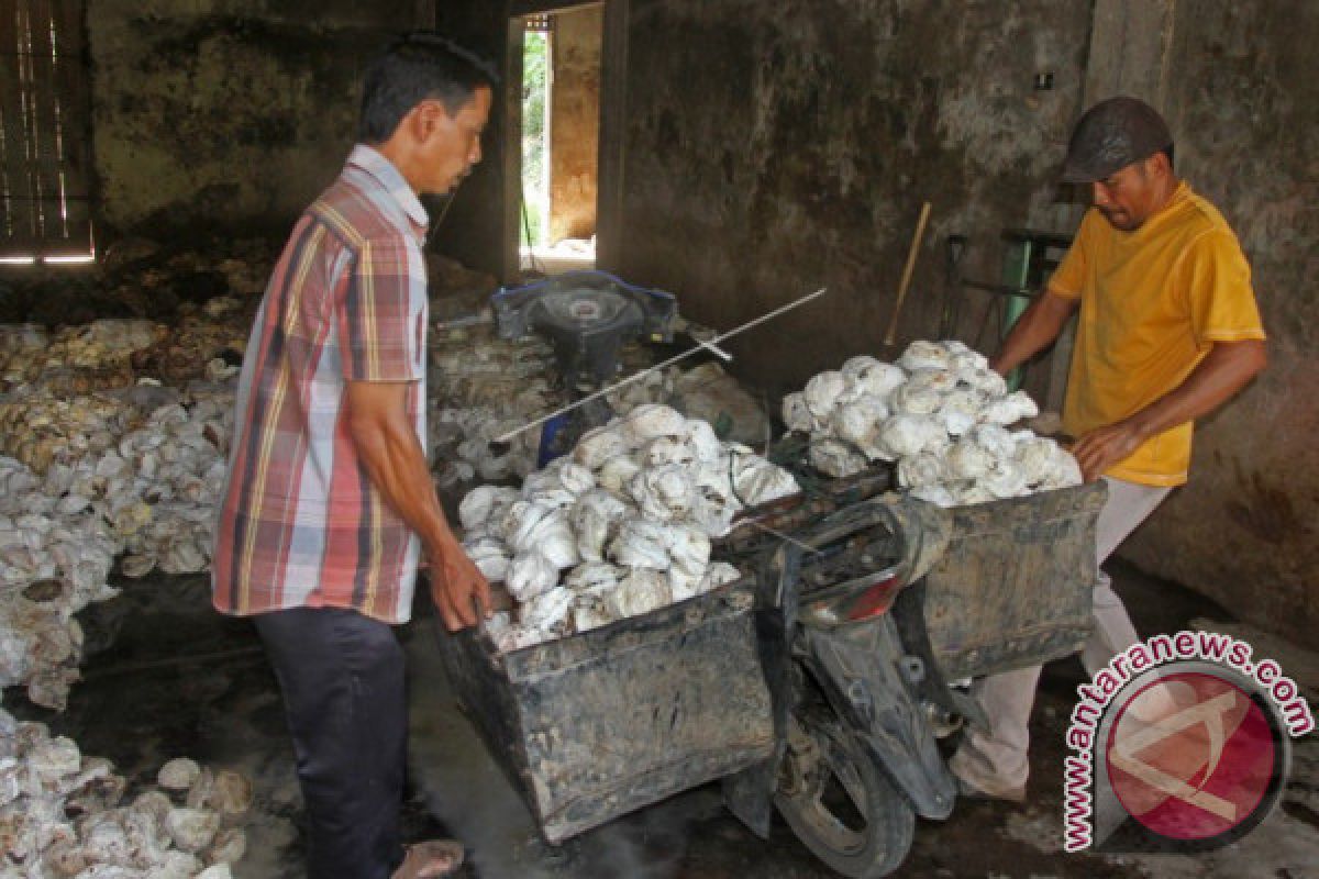 Harga getah karet petani Aceh Barat anjlok