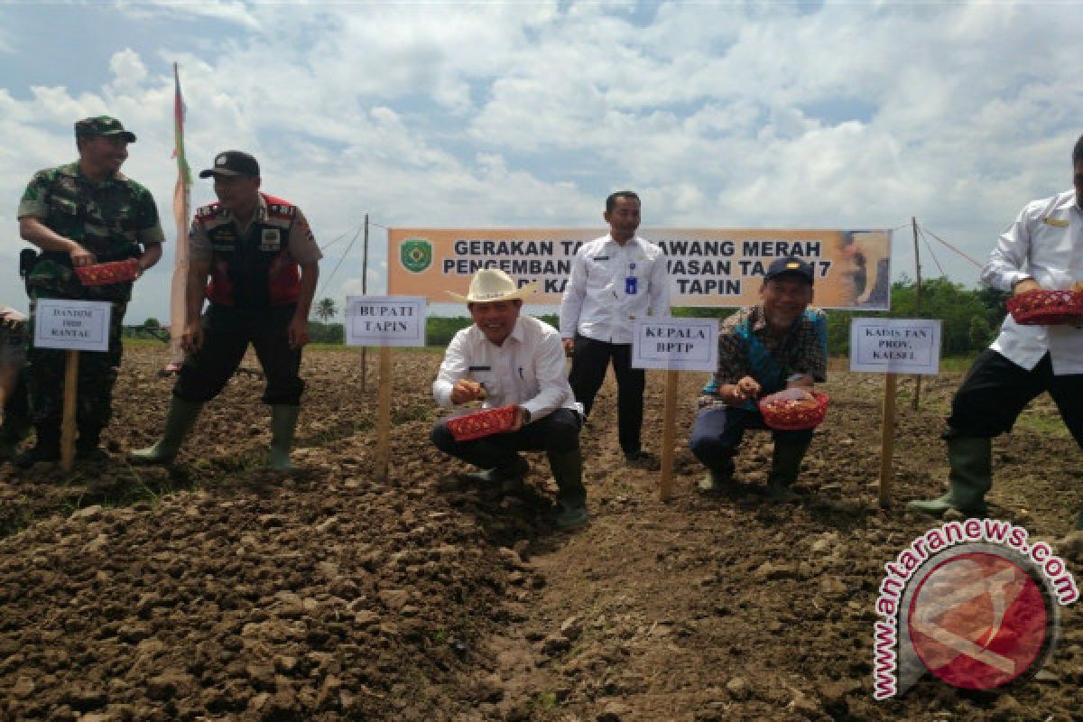 13 Petani Tala Belajar Pertanian Bawang Merah Di Tapin