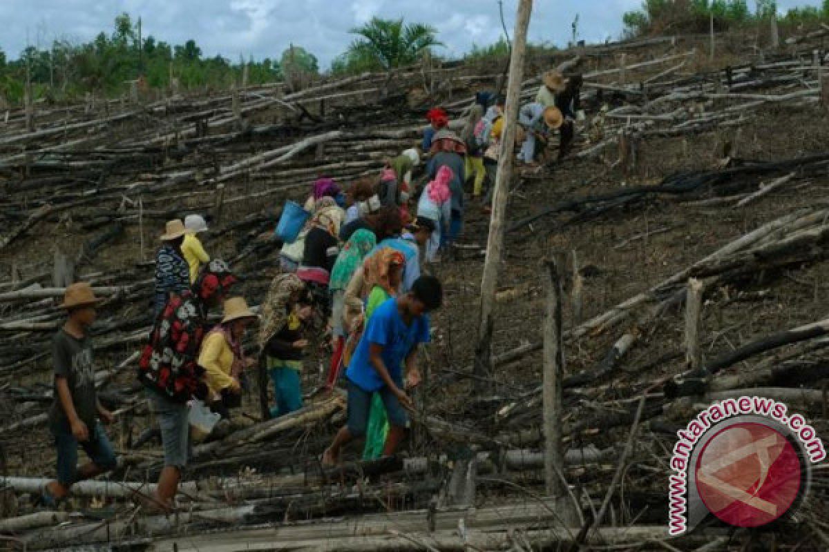 Pembukaan Lahan Padi Ladang Barito Utara Berkurang