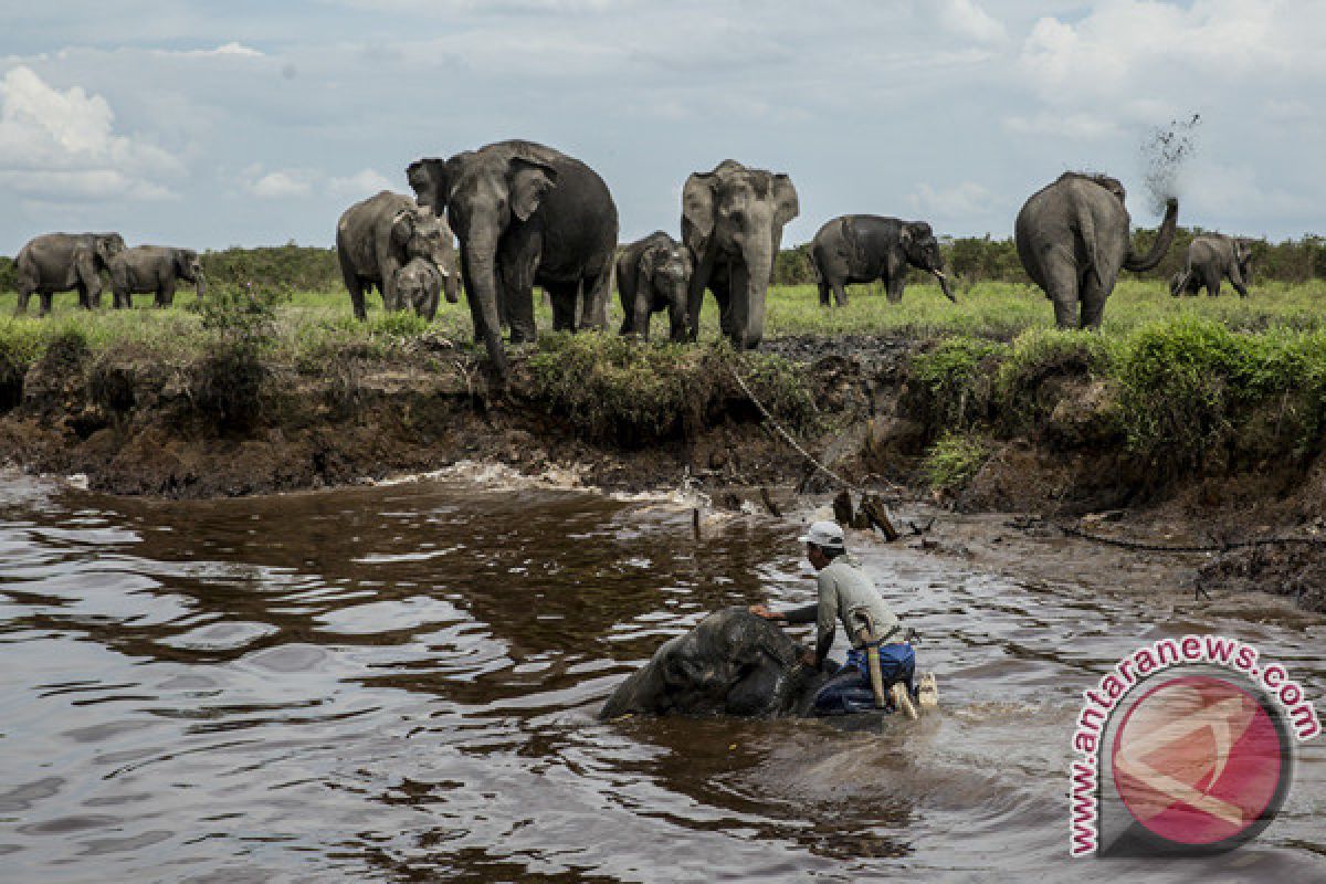Gajah Bengkulu diperkirakan tersisa 70 ekor
