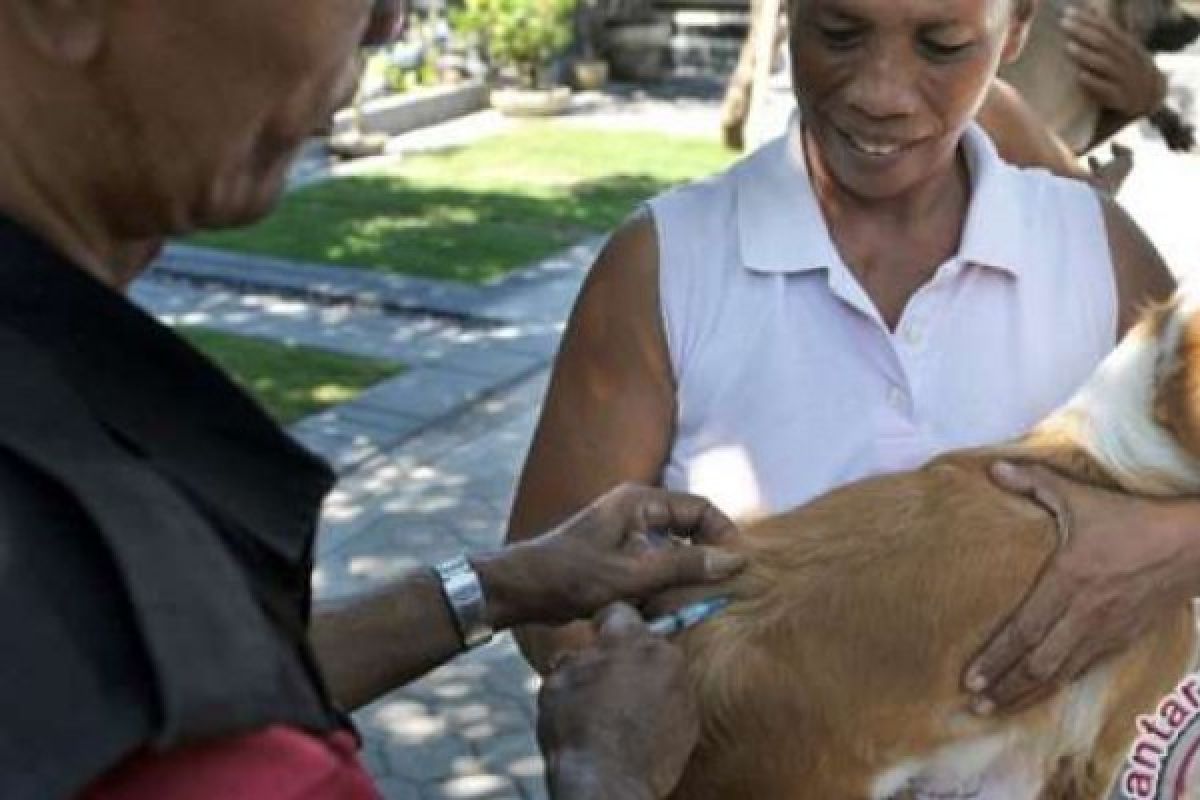 8.000 Hewan Di Pekanbaru Ditargetkan Selesai Divaksin Rabies