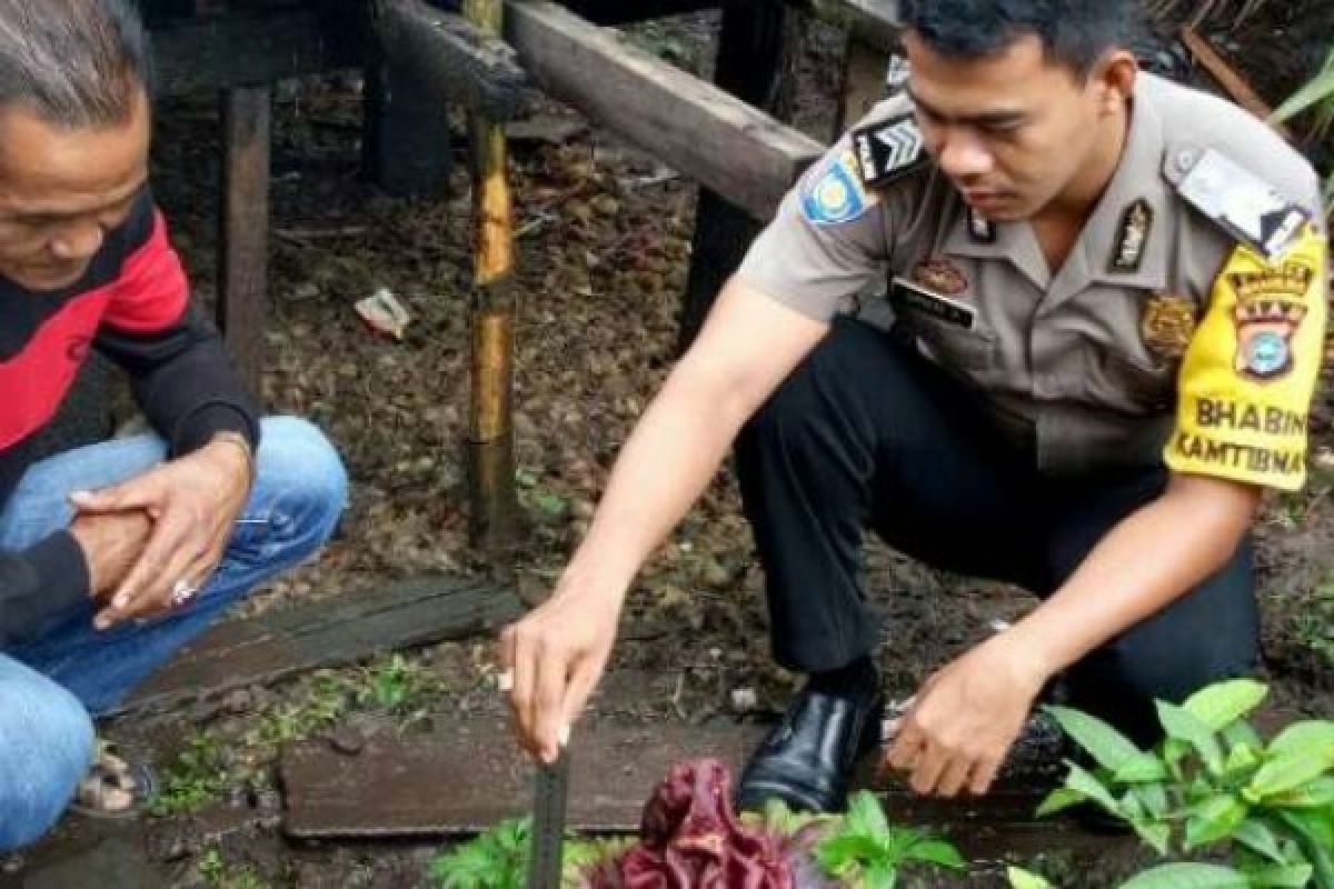 Cium Bau Busuk, Ternyata Bunga Bangkai Ditemukan Warga Inhil ini