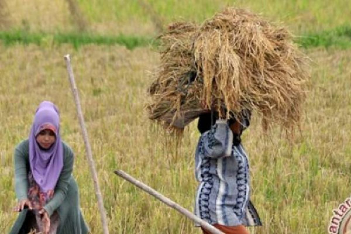 Diserang Hama, Produksi Padi Petani Siak Menurun 