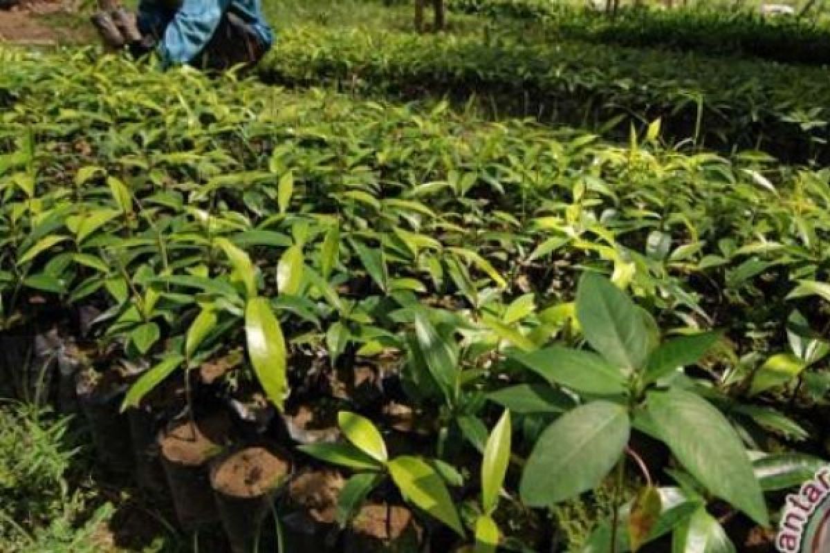 Dorong Pemanfaatan Lahan Kosong, Pemkab Siak Bagikan 10.000 Bibit Sirsak