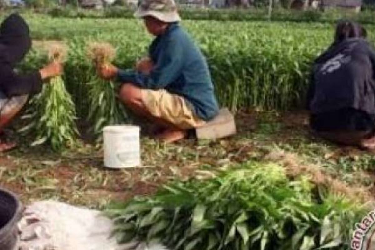 Harga Tak Stabil, Petani Sayur Merugi