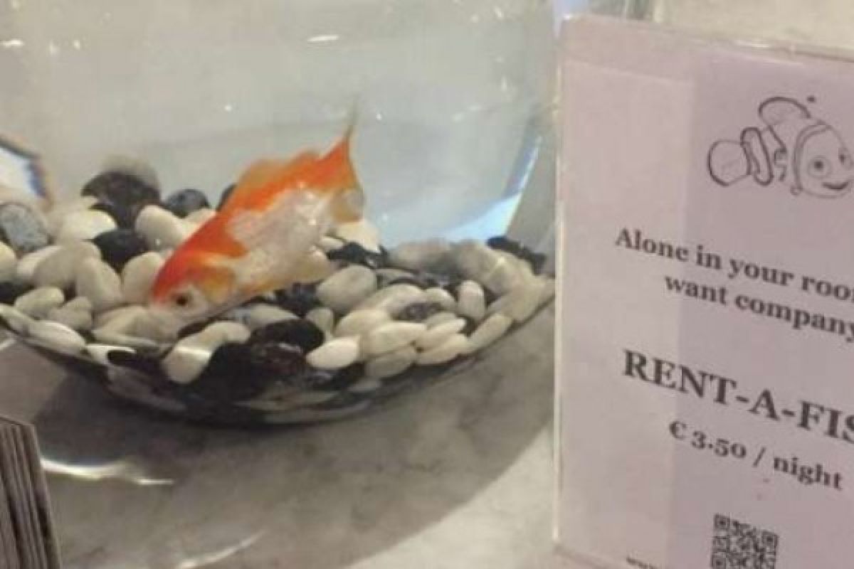 Hotel Di Belgia Sediakan Penyewaan Ikan Untuk Mereka Yang Kesepian