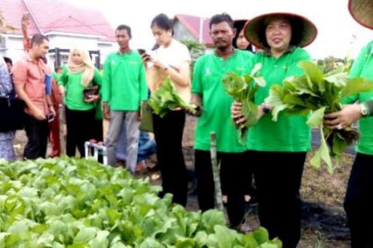 Petani Sayur Pekanbaru Dapatkan Pelatihan Teknologi Organik Dari BI