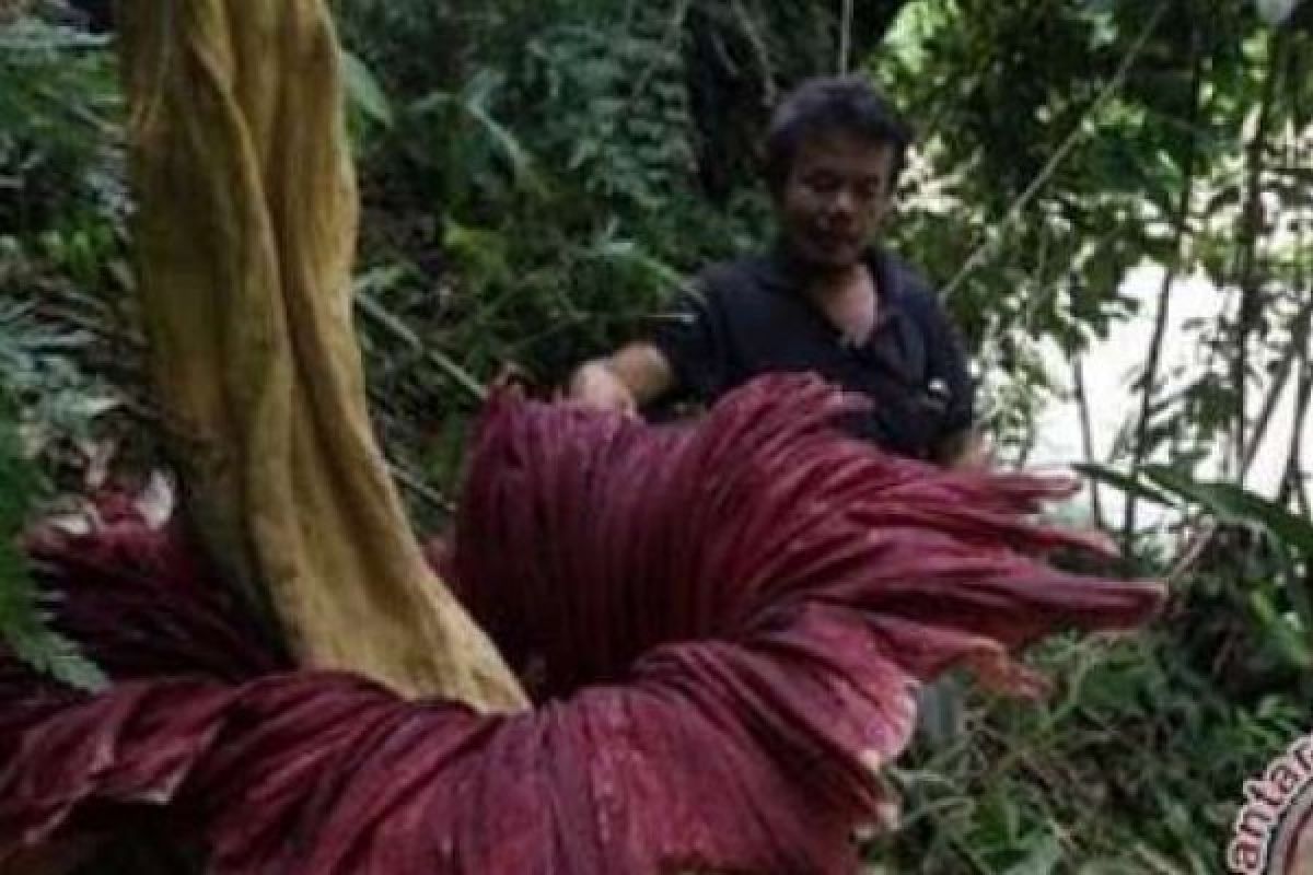 Petugas BBKSDA Riau Temukan Dua Bunga Bangkai Mekar Tiga Meter