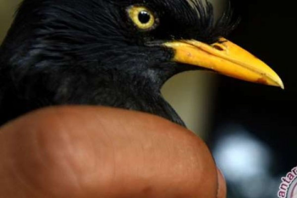 Ribuan Ekor Burung Jalak Diamankan BC Dumai Dari Sebuah Mobil