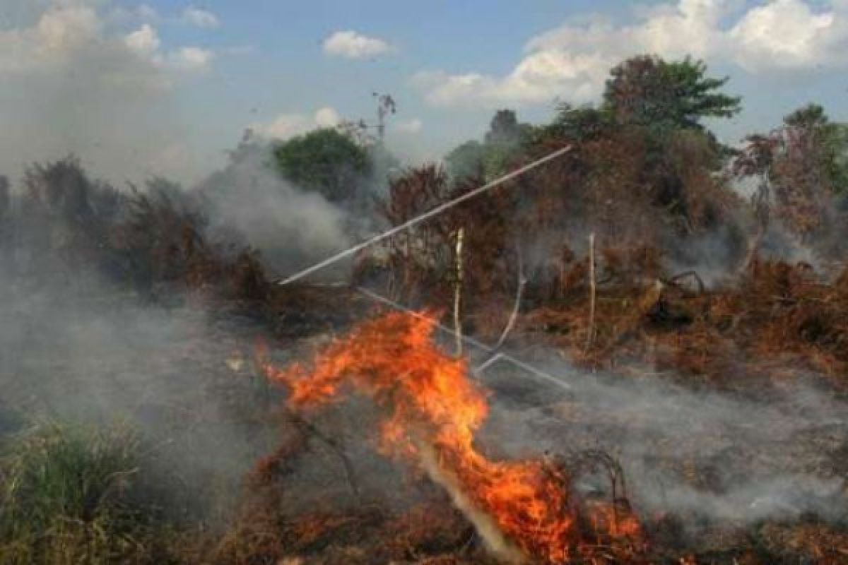 Sepanjang 2017 Total Lahan Riau Yang Terbakar Mencapai 1.046,02 Hektare