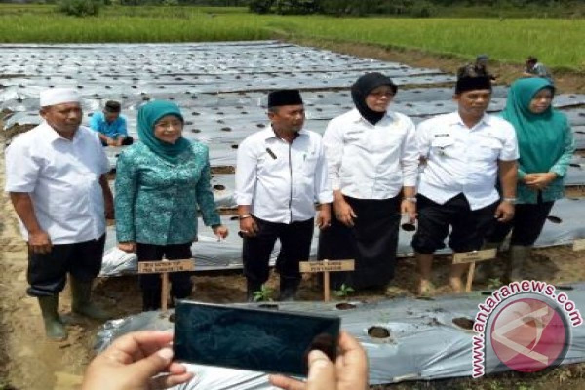 Dinas Pertanian dan PKK Tanam Bibit Cabe