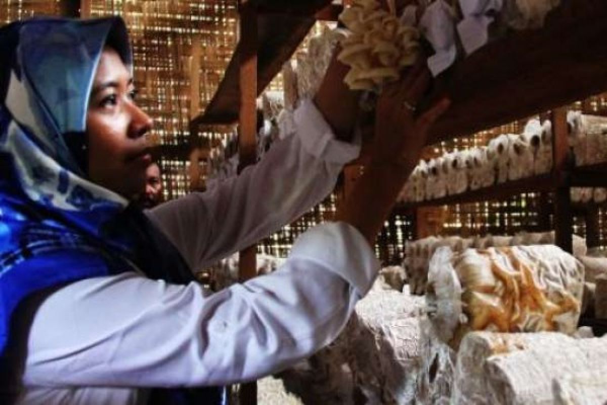 Warga Dumai Dapatkan Pelatihan Pengolahan Jamur Tiram Dari Pertamina