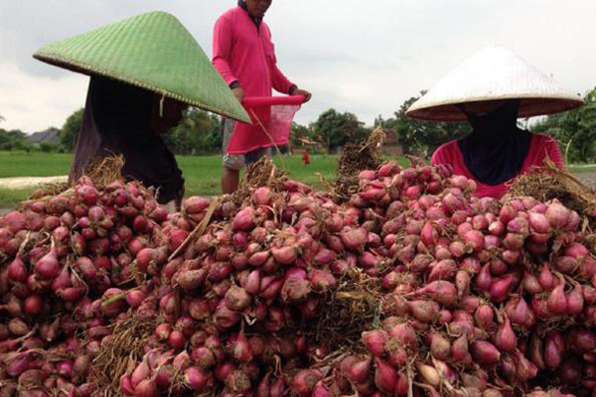 Distan latih petani Mukomuko budi daya bawang