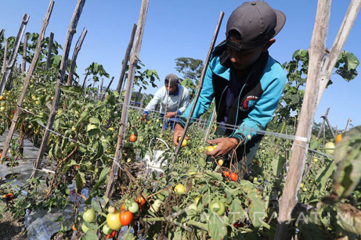 Petani Purworejo jual hasil tani lewat jaringan digital