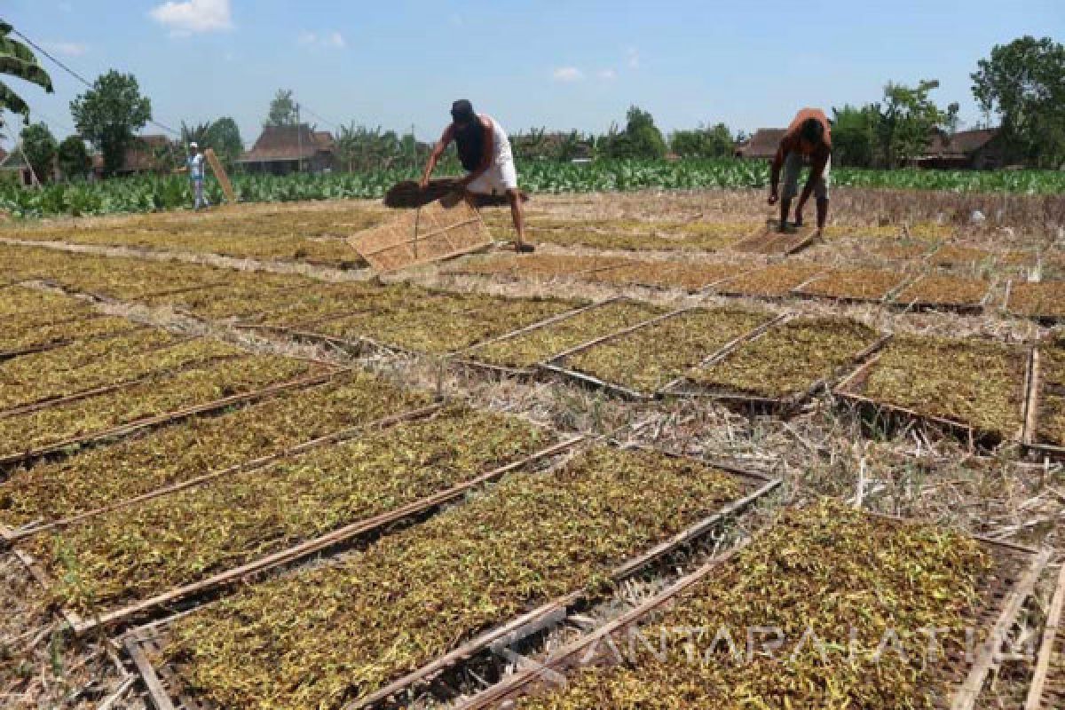 Harga Tembakau di Bojonegoro Turun Rp.2000-Rp4.000/Kg