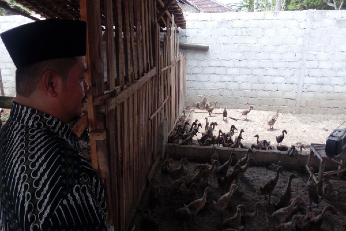 Warga Kampung Gayausakti Kembangkan Bebek Pedaging 