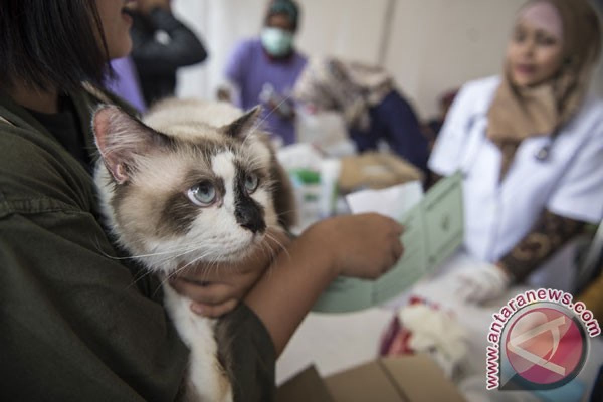 Vaksinasi mampu tekan kasus rabies di Kabupaten Sigi-Sulteng