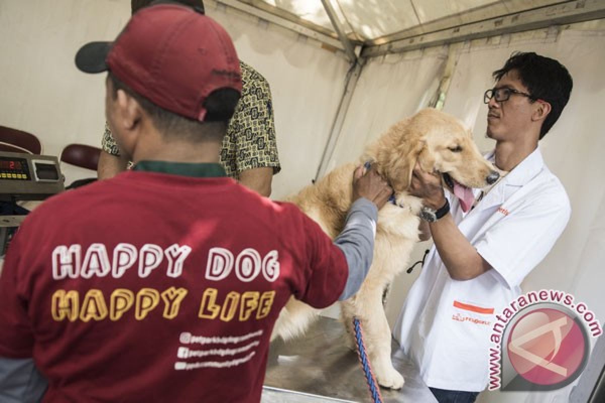 Terkena liur anjing rabies di daerah tubuh yang terbuka juga bisa tertular