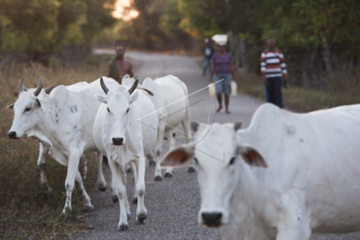 Pemkab Kulon Progo mengevaluasi bibit sapi putih