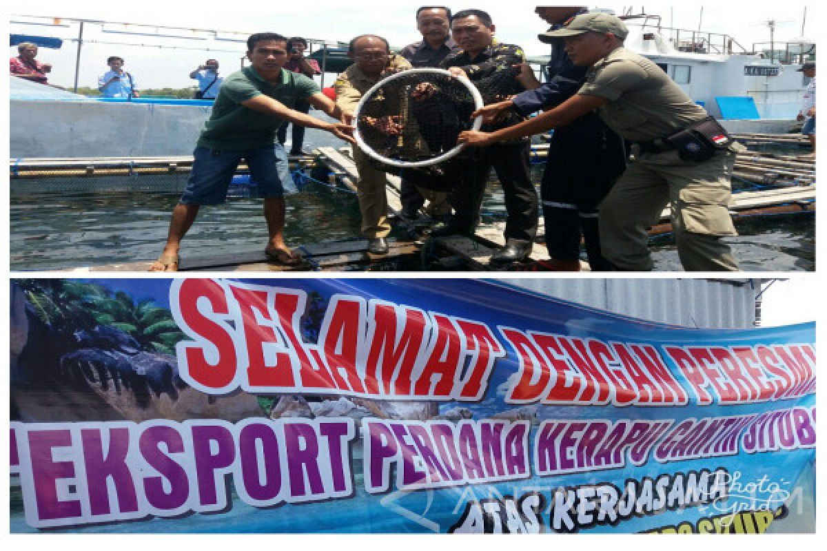 Wabup Situbondo Resmikan Ekspor Perdana Ikan Kerapu (Video)