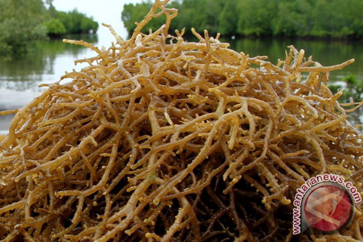 Papua`s Padaido island to serve as seaweed culture center