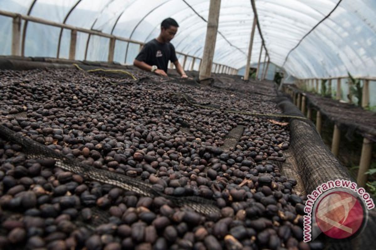 Limbah kopi bisa jadi bahan bakar?