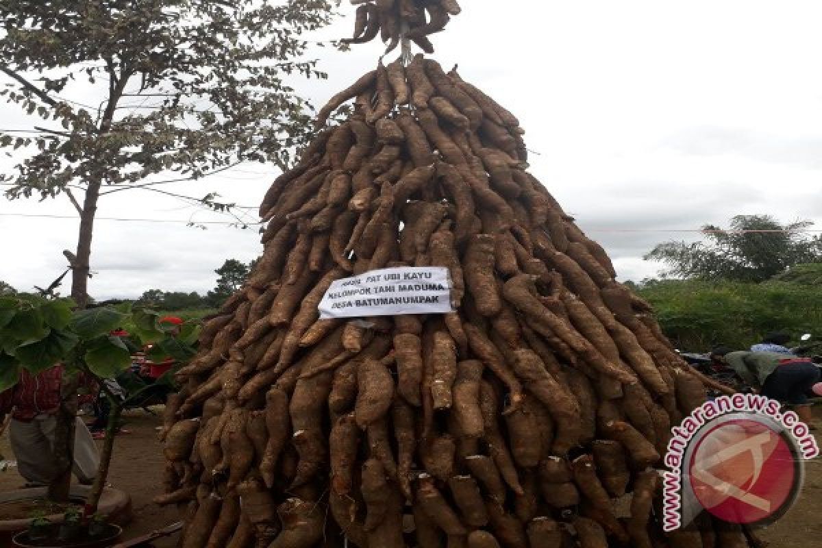 Pangaribuan Jadikan Ubi Kayu Ikon Perayaan HUT Taput