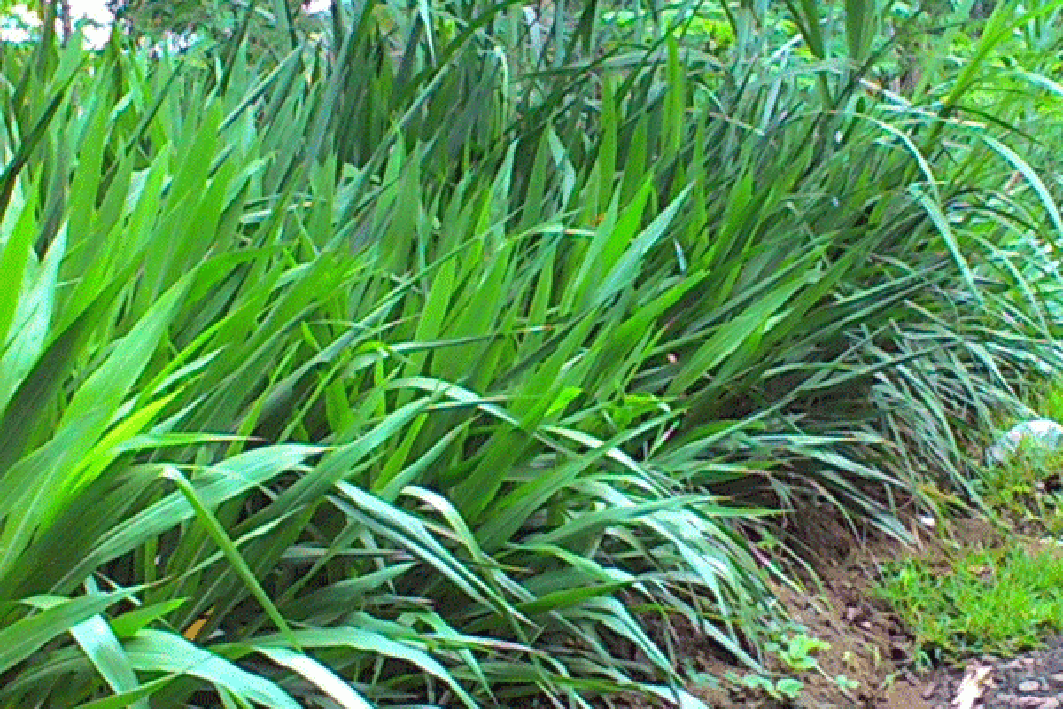 Peneliti IPB Kembangkan Rumput Yang Tahan Kekeringan 