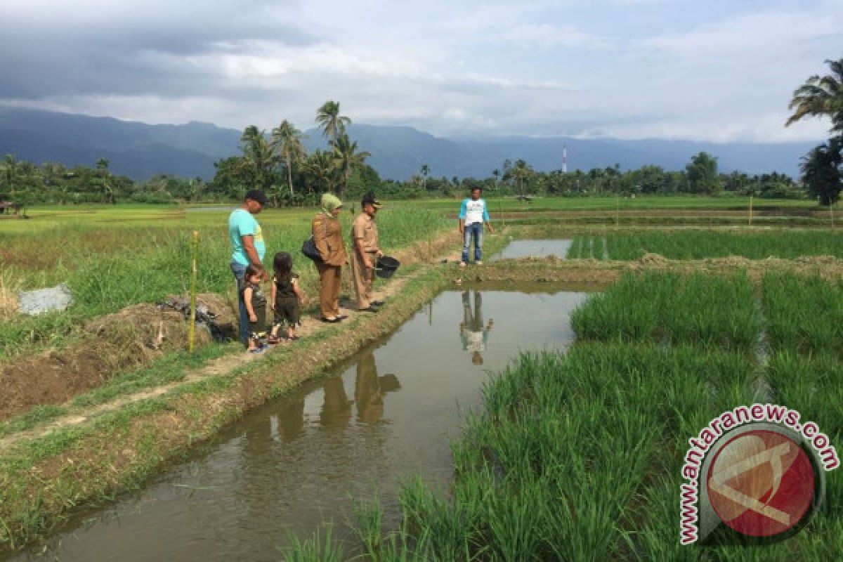 Pemkab Agam Kembangkan Mina Padi 55 Hektare