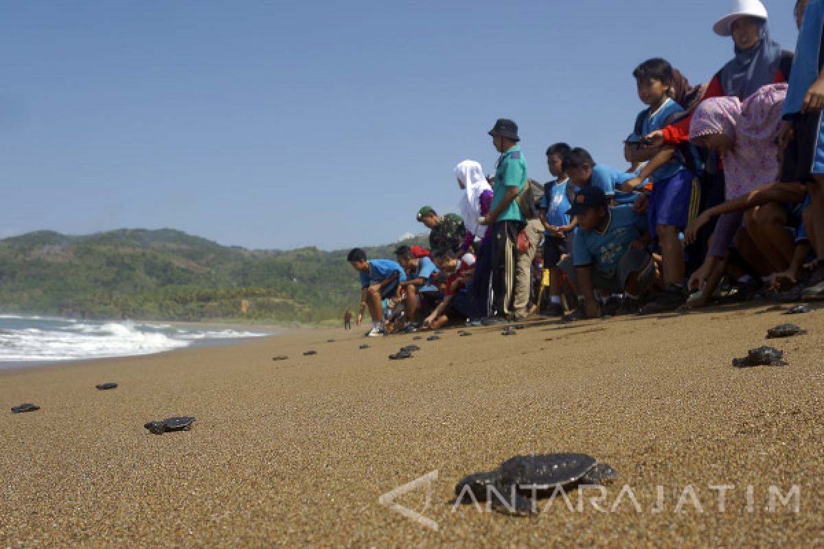 Ratusan Warga-Pelajar Lepas 1.000 Tukik di Pantai Kili-kili