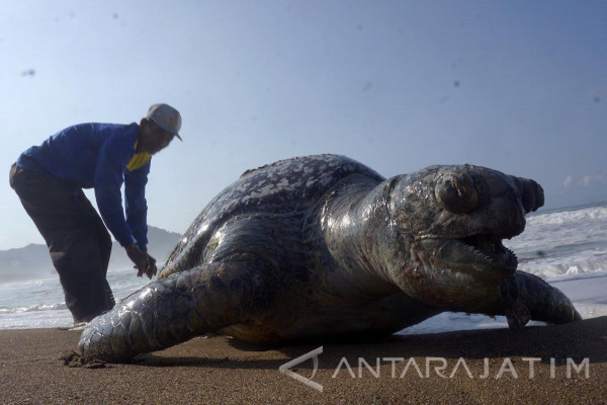 Terjerat 110 Pancing, Penyu Langka Ditemukan Mati di Pantai Trenggalek