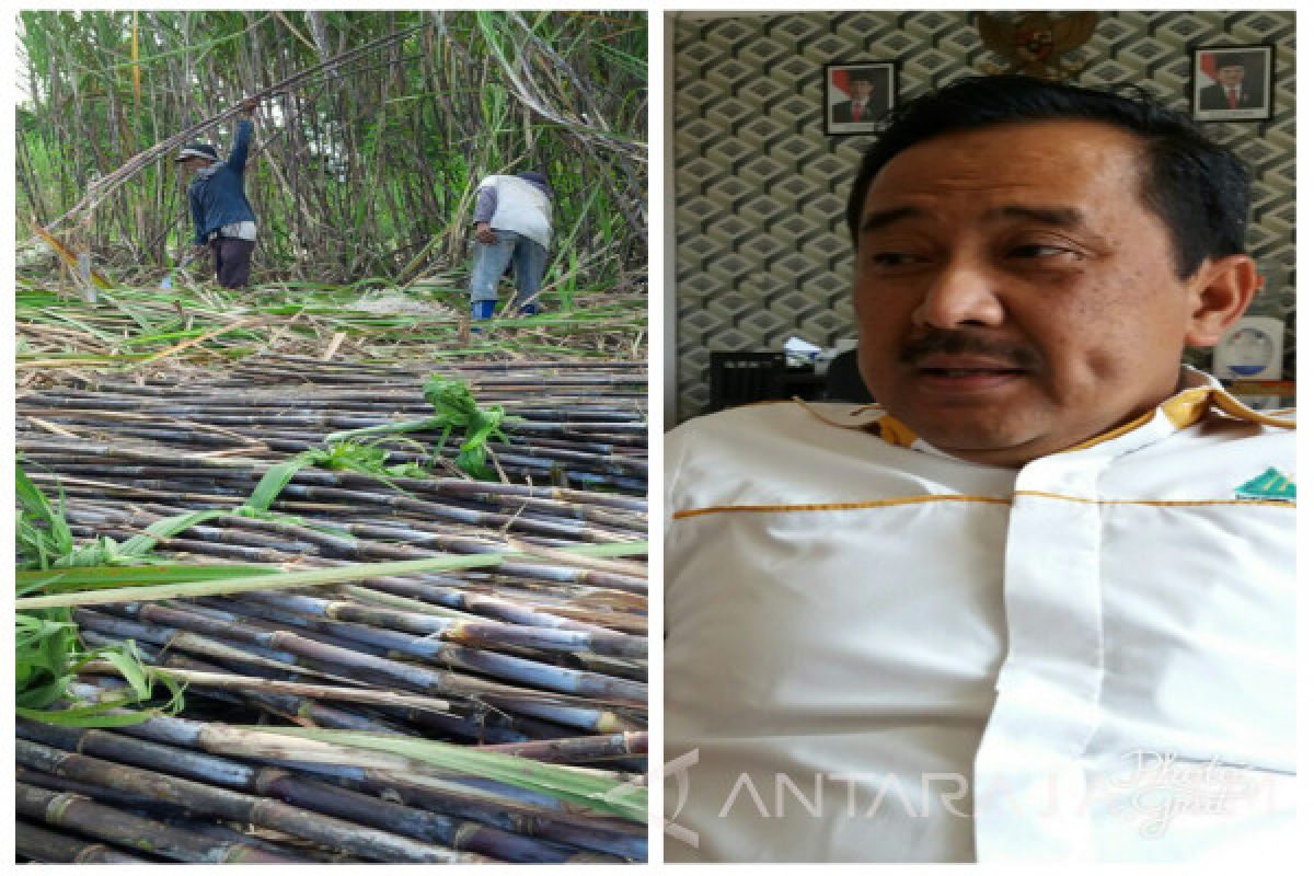 Rendemen Tebu di Situbondo Tahun ini Turun