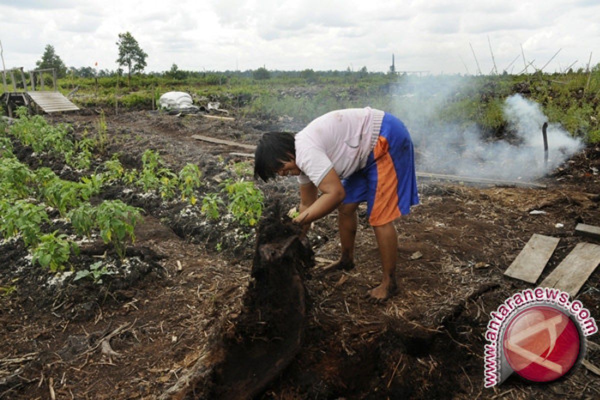 BRG Latih Ratusan Pengurus Bumdes Kelola Gambut