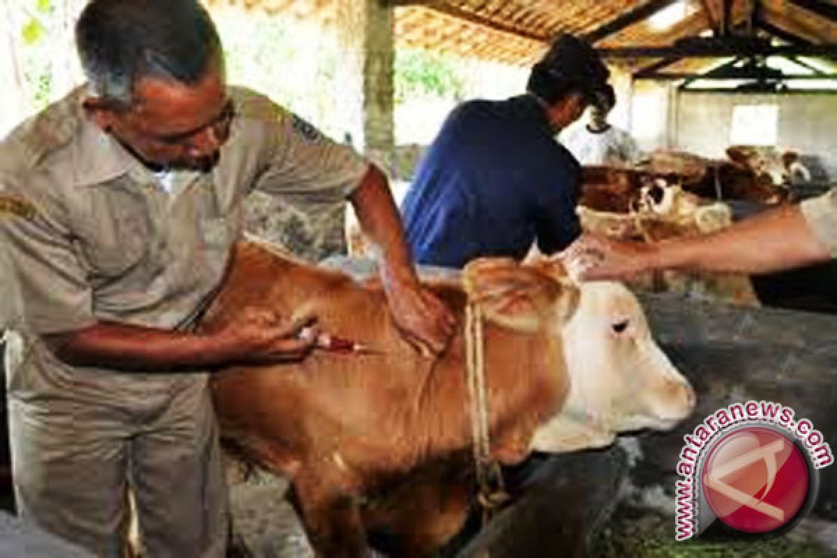 Padangpariaman Conducts Three Animal Vaccines During 2017