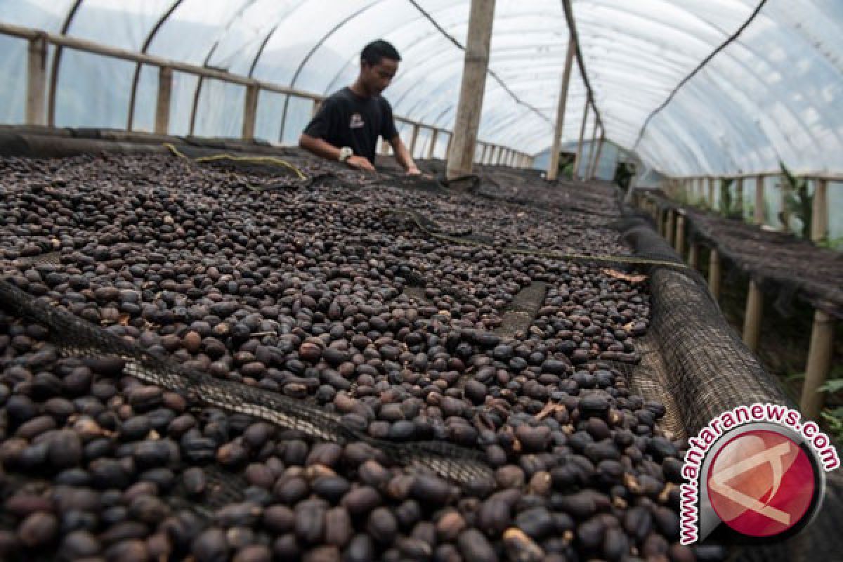 Limbah kopi bisa jadi bahan bakar?