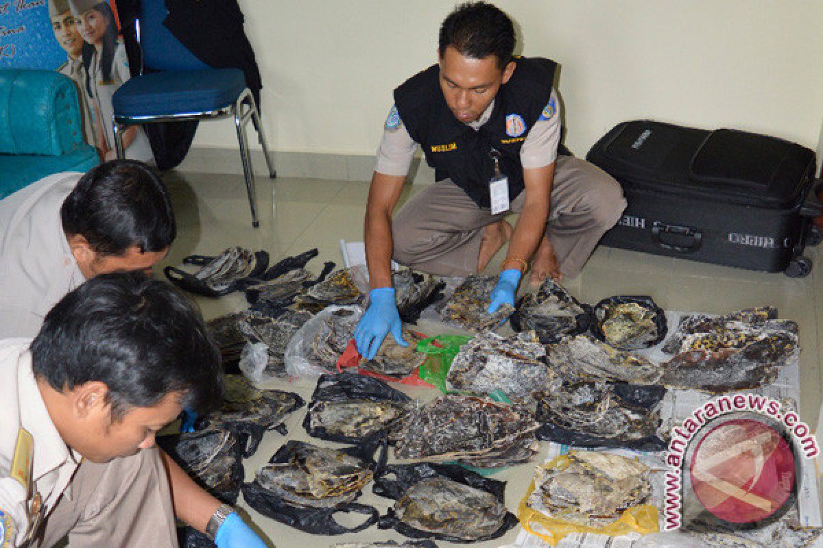 BKIPM Tanjungpinang Gagalkan Penyelundupan 439 Tempurung Penyu Bintan