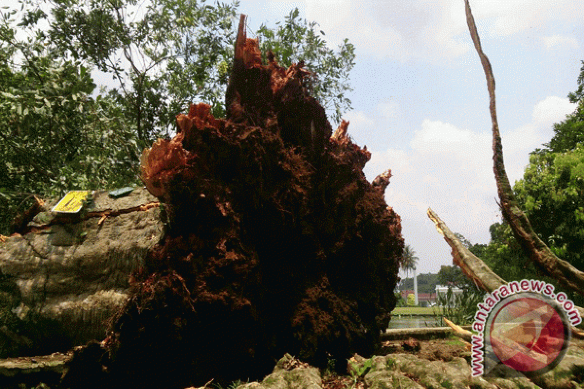 Pohon Leci Tertua Kebun Raya Bogor Tumbang, Ini Penyebabnya (Video)