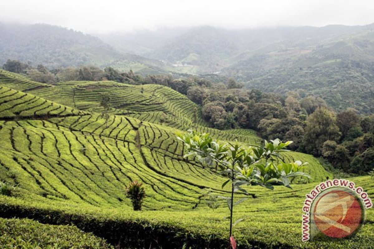 Indonesian black tea wins international award