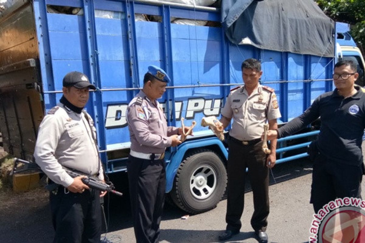 Polisi Sita Lima Ton Tulang Sapi