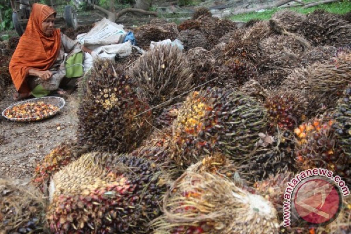 Harga TBS di Labusel  Naik, Karet Anjlok