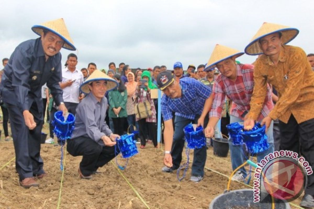  Simalungun Dukung Gerakan Tanam Serentak Kedelai