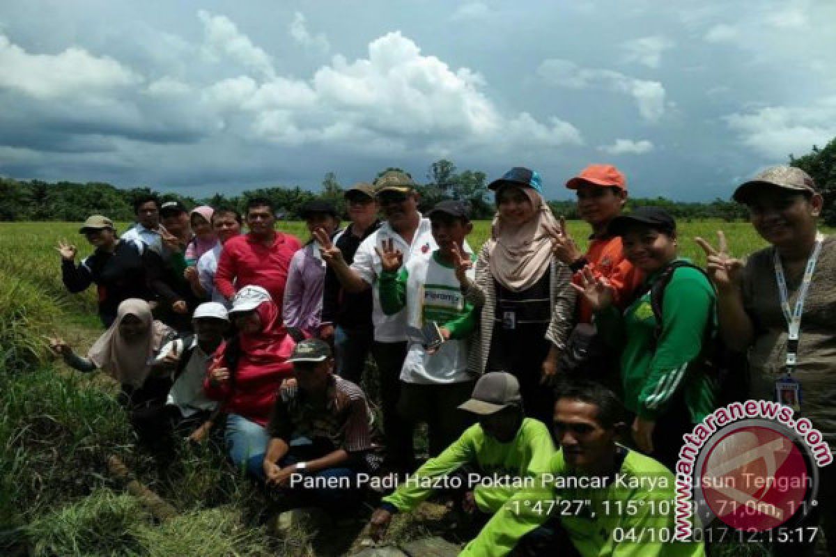 Panen Padi Tahap Pertama Dengan Teknologi Hazton