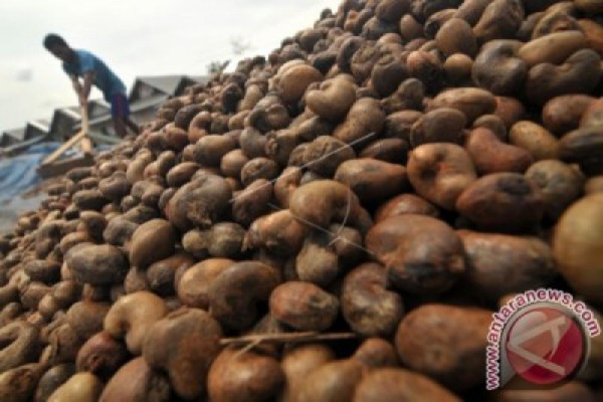 Mahasiswa IAIN Kendari Olah Mete Jadi Minuman Sehat