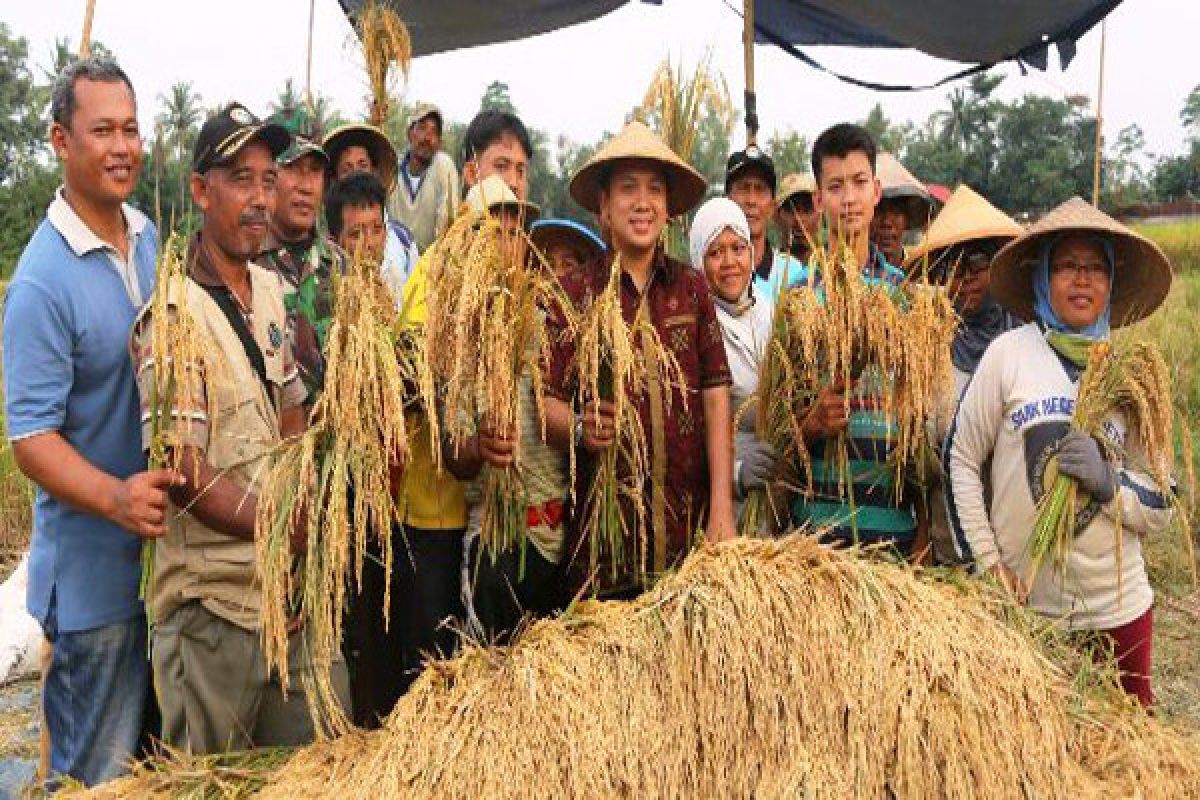 Nilai tukar petani Lampung turun