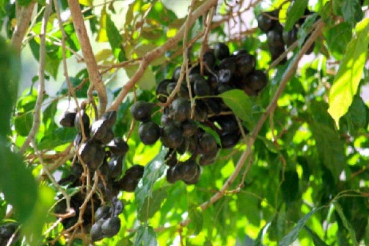 Budidaya jengkol menggiurkan, produksi bisa capai satu ton/pohon