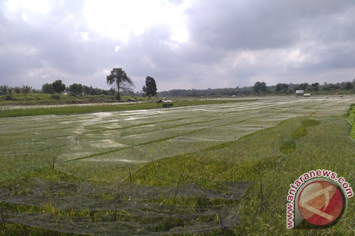 Batanghari tingkatkan produksi padi melalui intensitifikasi petani