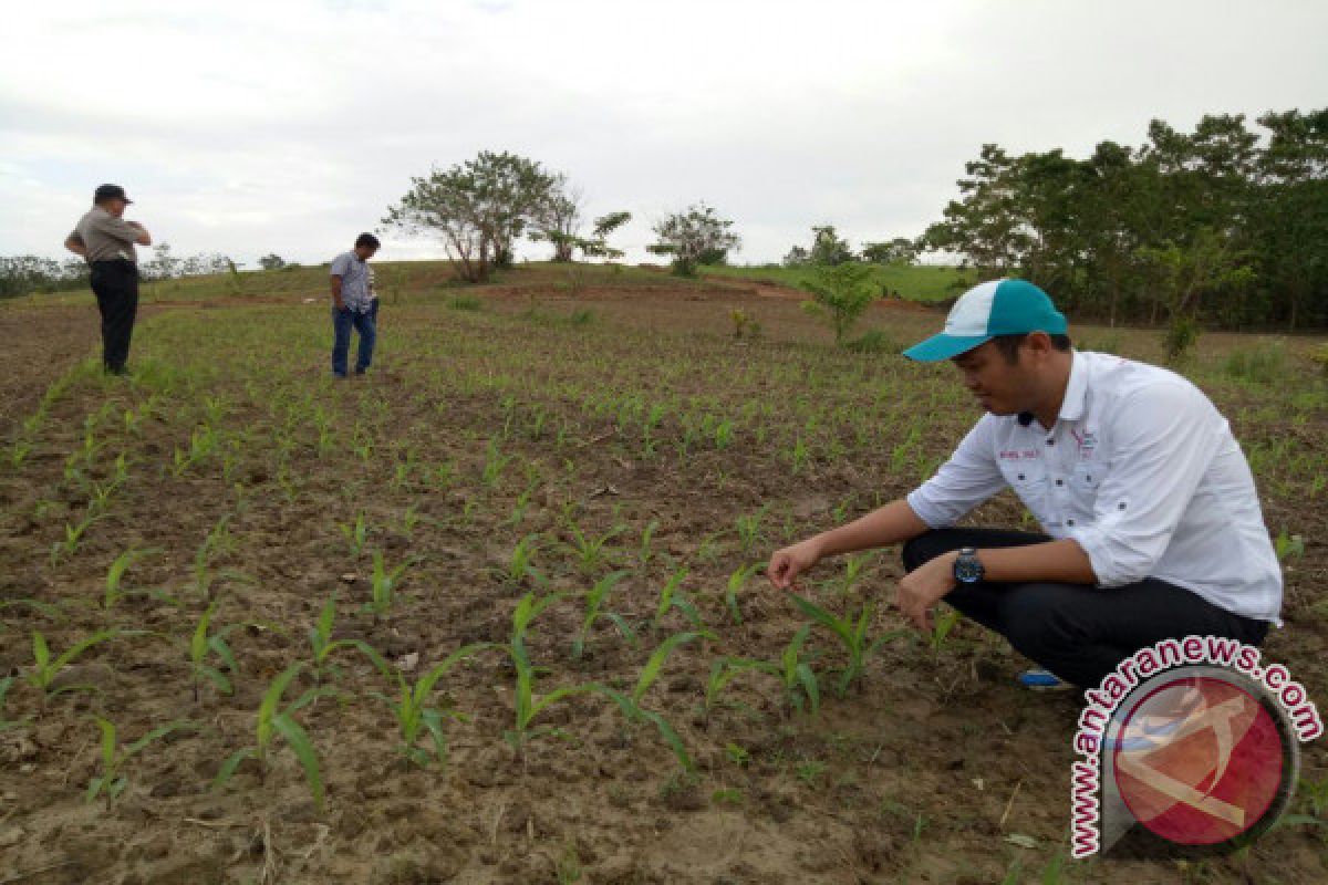 Pemuda Gempita Sultra Siap Dampingi Petani Kedelai 