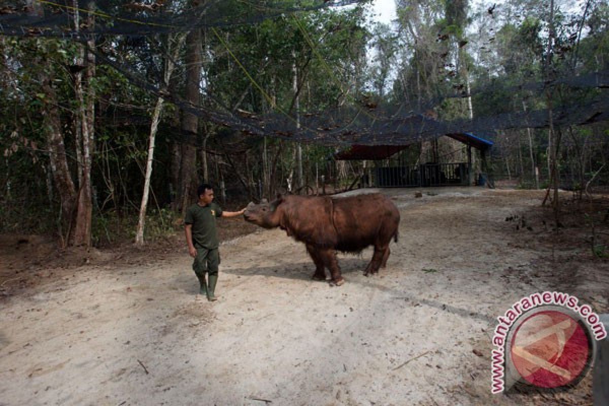 Lahan restorasi untuk pakan badak sumatera diresmikan